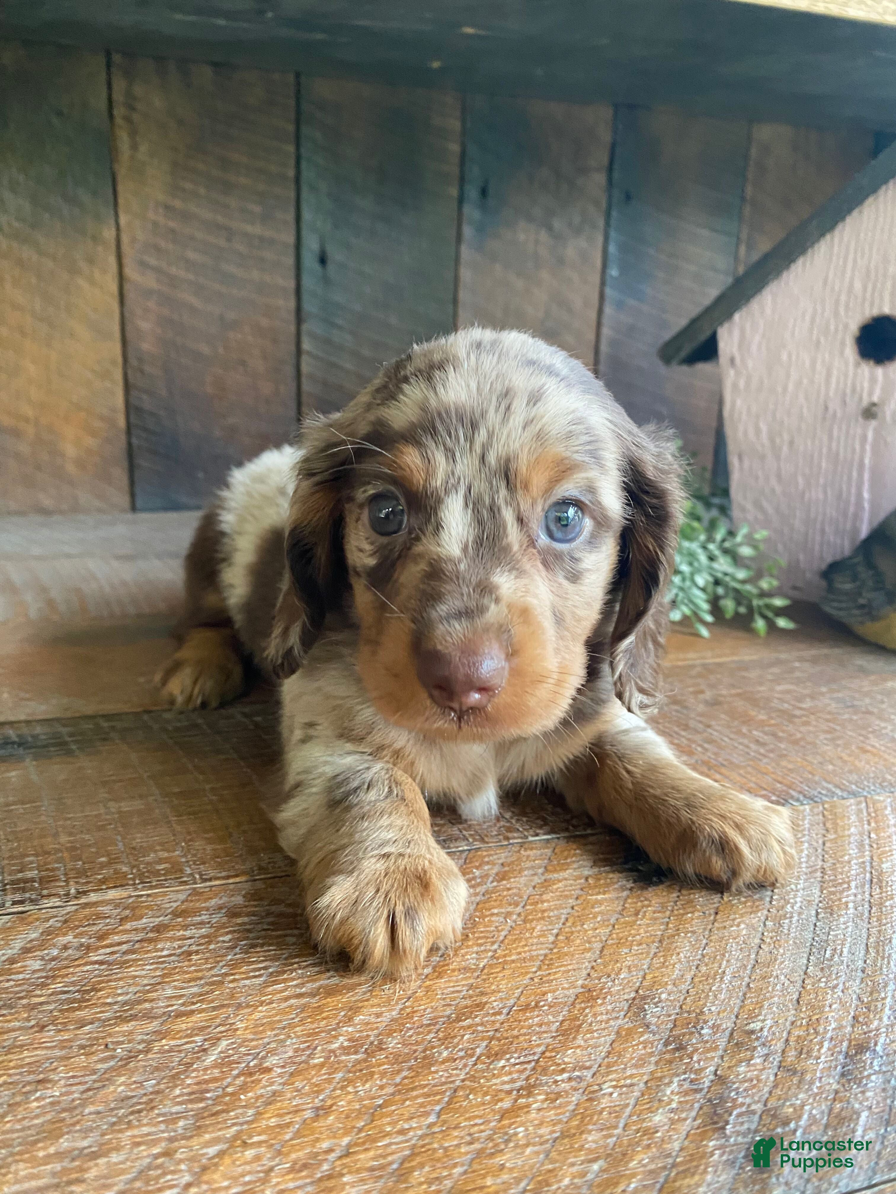 Miniature Dachshund dogs Chuck - Ad 1