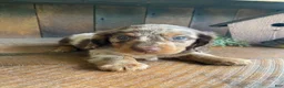 Miniature Dachshund dogs for sale: Chuck - Ad 1