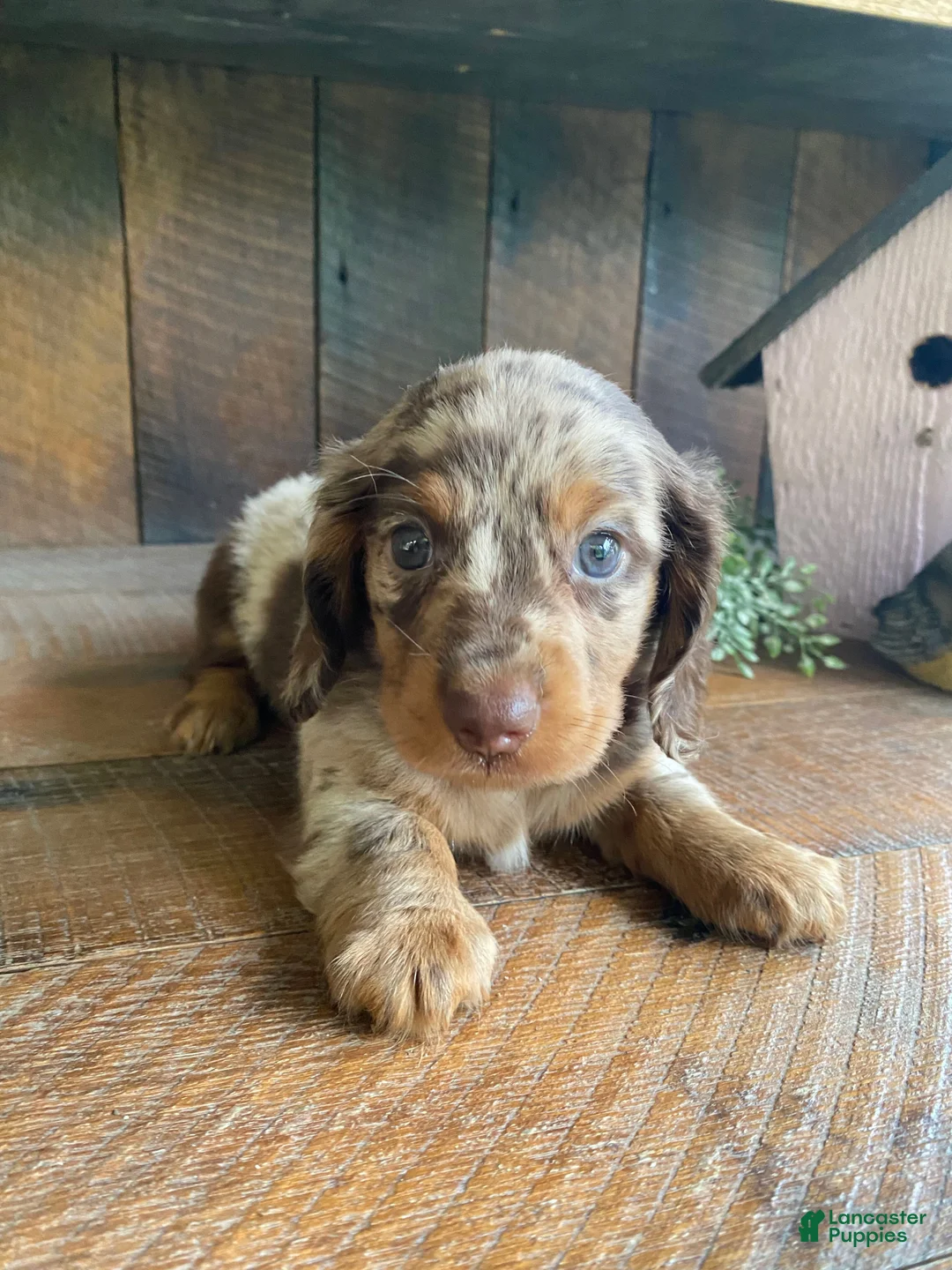 Miniature Dachshund dogs for sale: Chuck - Ad 1