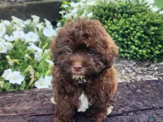 Shihpoo dogs Leo - Ad 2
