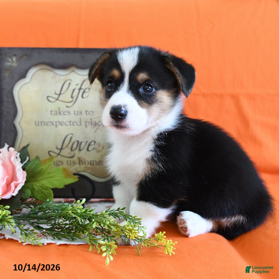 Welsh Corgi Pembroke dogs Elroy - Ad 2
