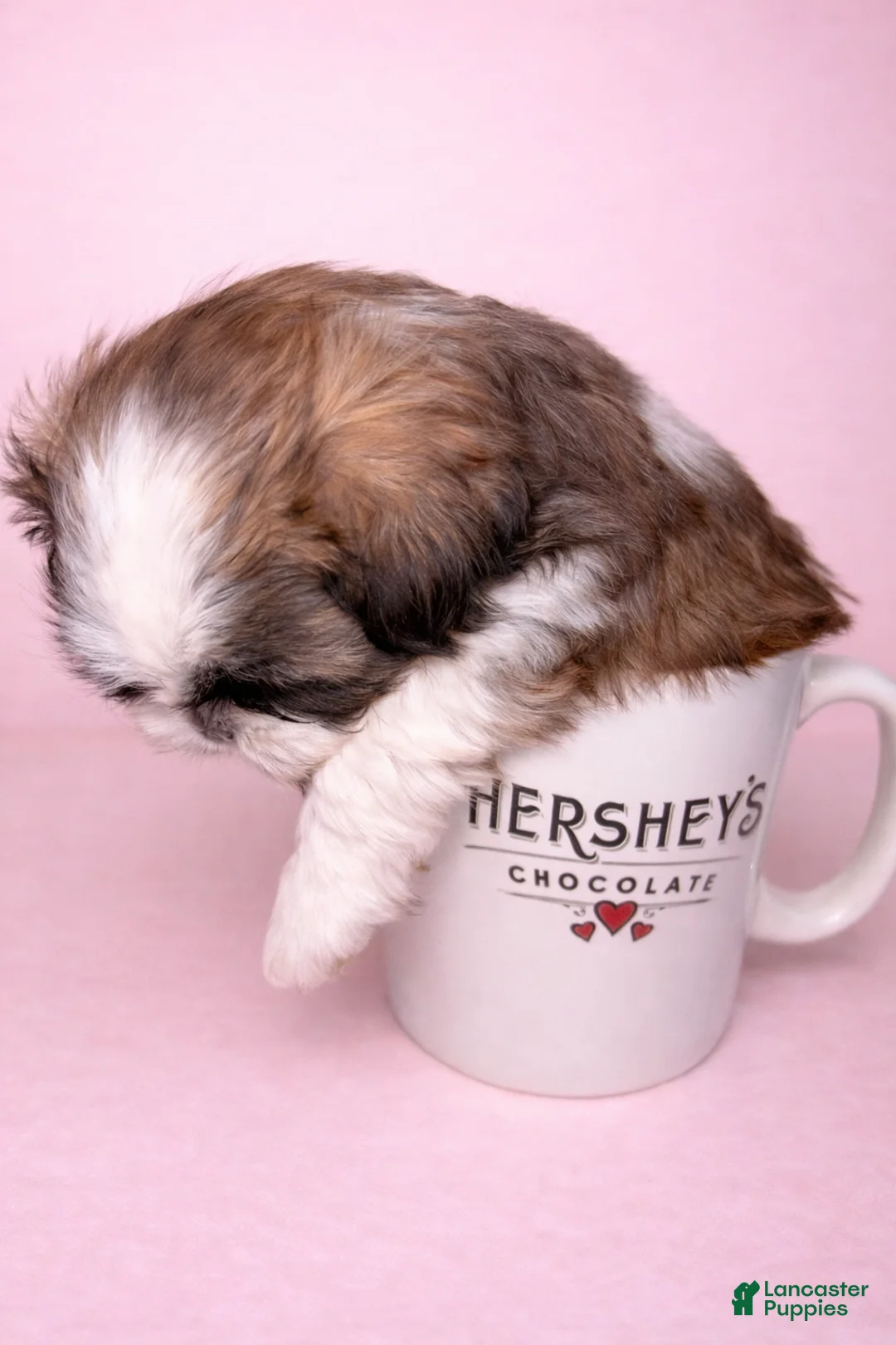 Shih Tzu dogs for sale: Cupcake - Ad 1