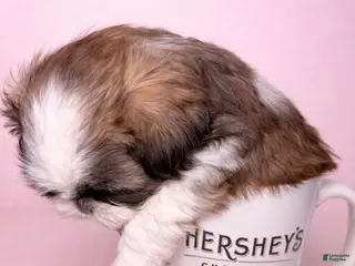Shih Tzu dogs Cupcake - Ad 14