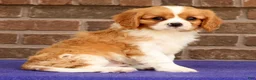 Cavalier King Charles Spaniel dogs for sale: Seth - Ad 4