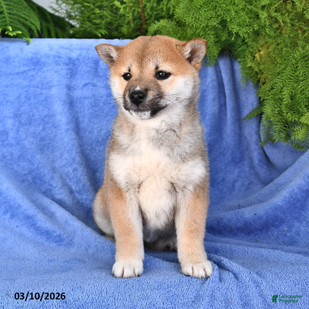 Shiba Inu dogs for sale: Dolly - Ad 2
