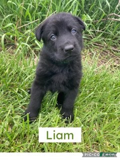 German Shepherd dogs German Shepherd (Liam) - Ad 31