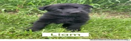 German Shepherd dogs for sale: German Shepherd (Liam) - Ad 1