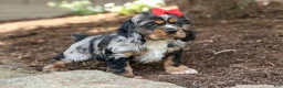 Cocker Spaniel dogs for sale: Brunson 🐶💙 - Ad 4