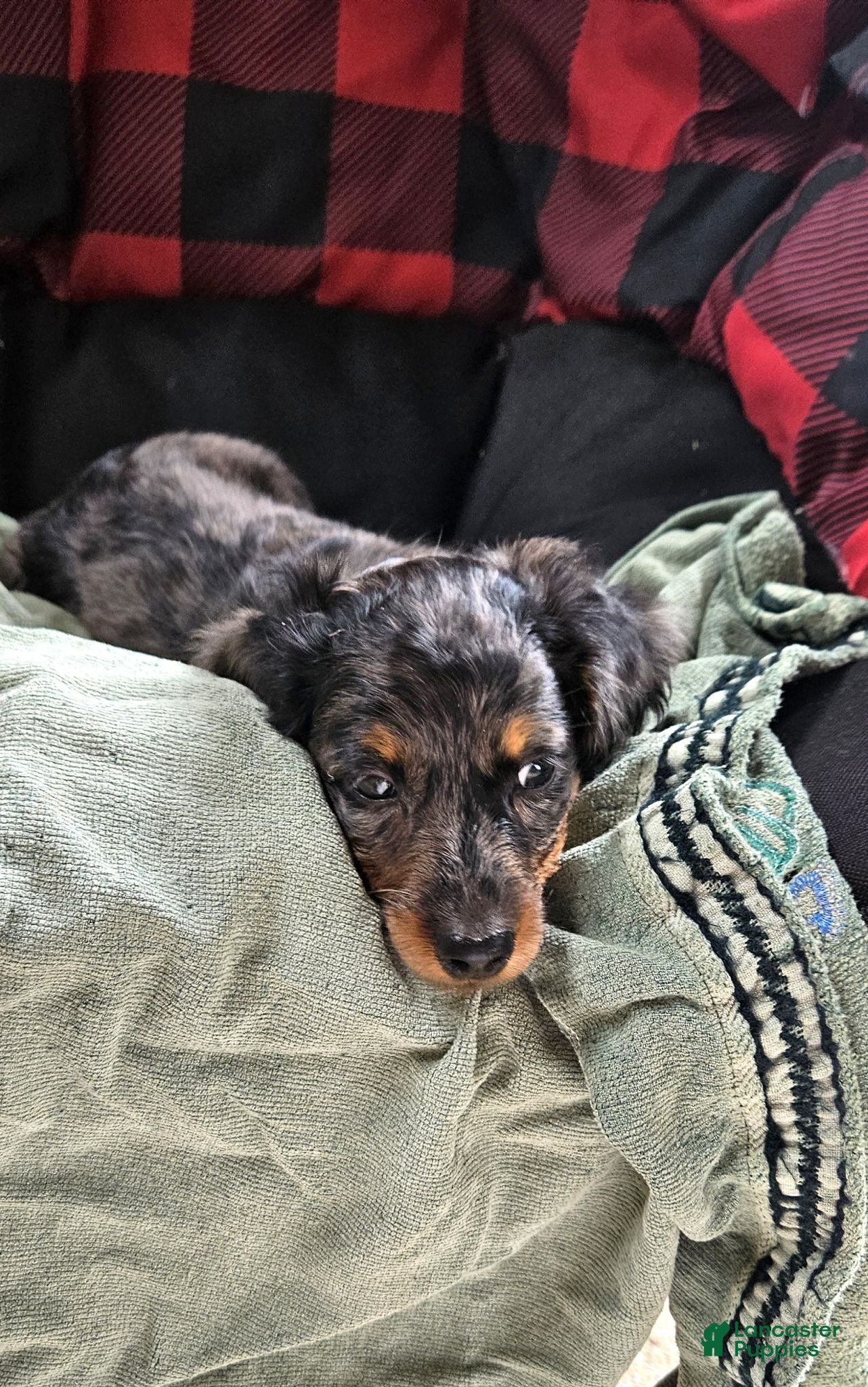 Dachshund dogs Pumpkin - Ad 1