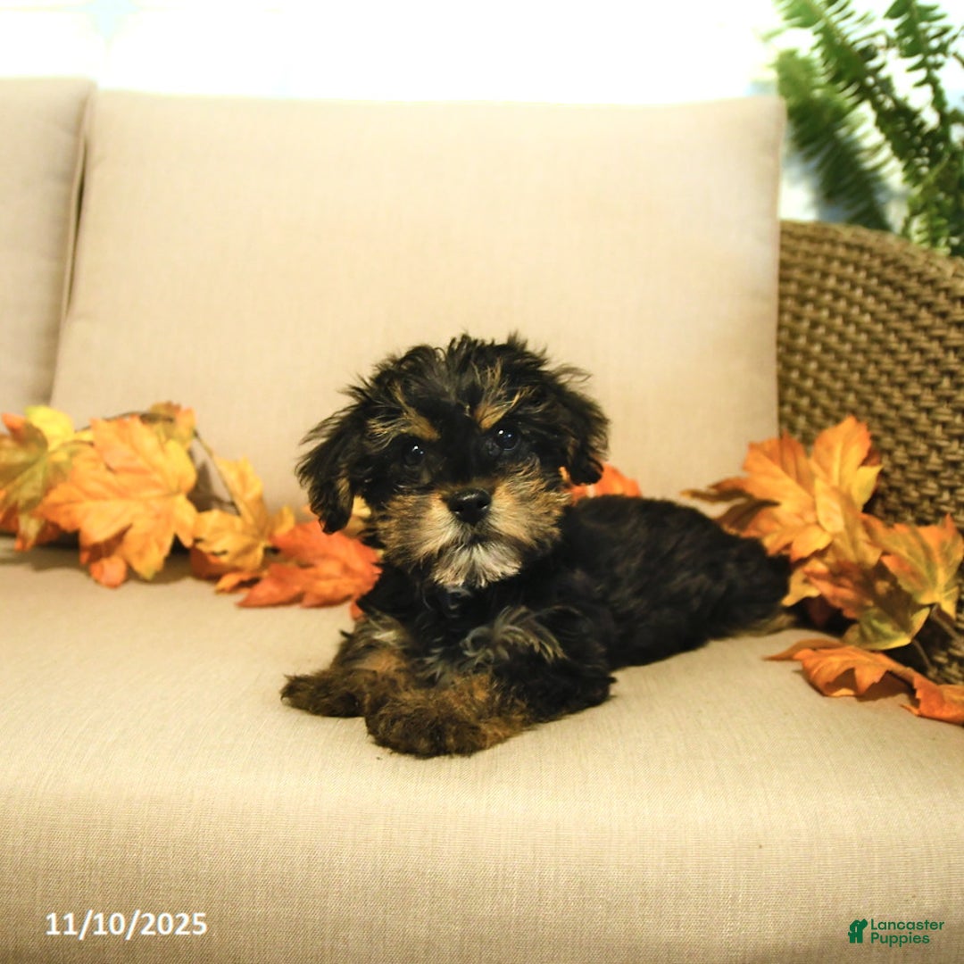 Yorkiepoo dogs for sale: Pepper - Ad 2