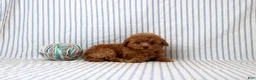 Shihpoo dogs for sale: Polly - Ad 4