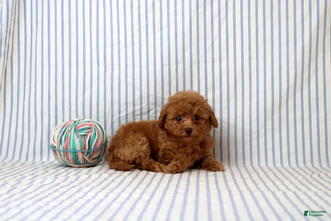Shihpoo dogs for sale: Polly - Ad 4