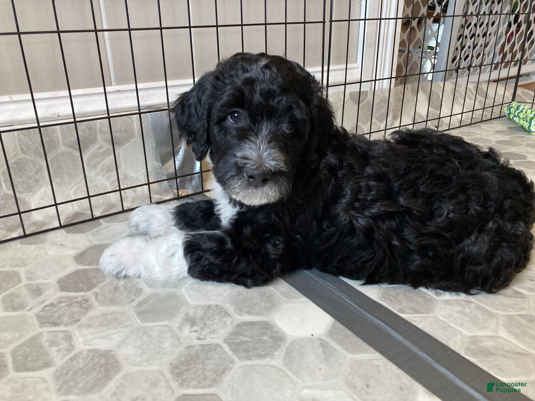 Bernedoodle dogs Hermione - Ad 2