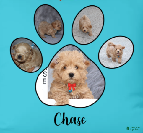 Havapoo dogs Chase 👨‍👨‍👦‍👦💞🐕 - Ad 5