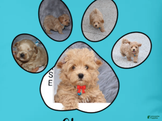 Havapoo dogs Chase 👨👨👦👦💞🐕 - Ad 5