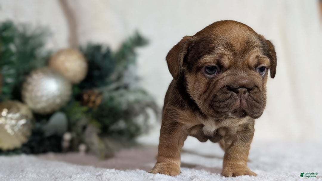 French Bulldog dogs for sale: Tessa - Ad 6