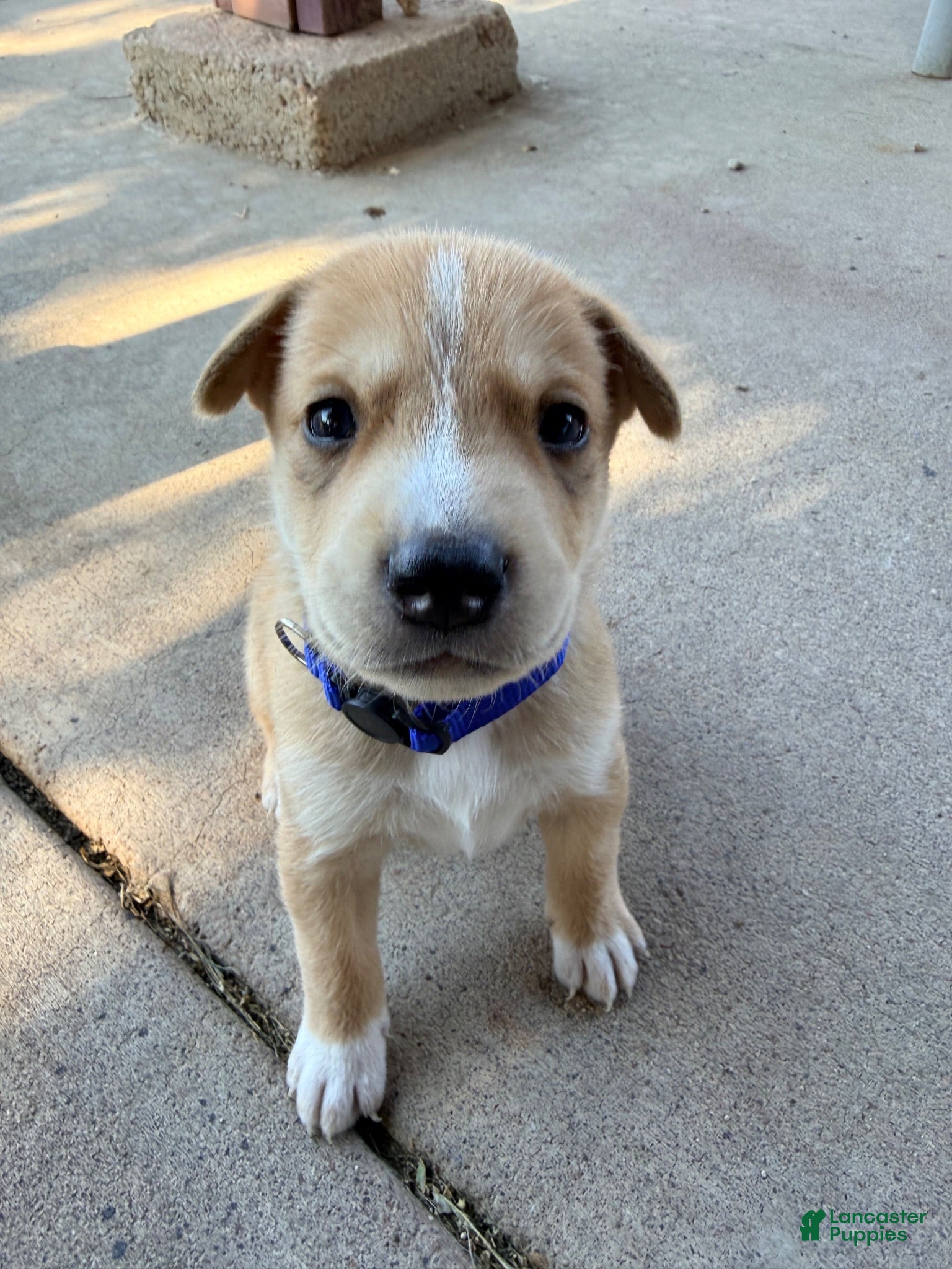 Mixed Breed dogs Pitsky male 5 - Ad 1