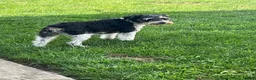 Miniature Schnauzer dogs for sale: AKCBruno - Ad 10
