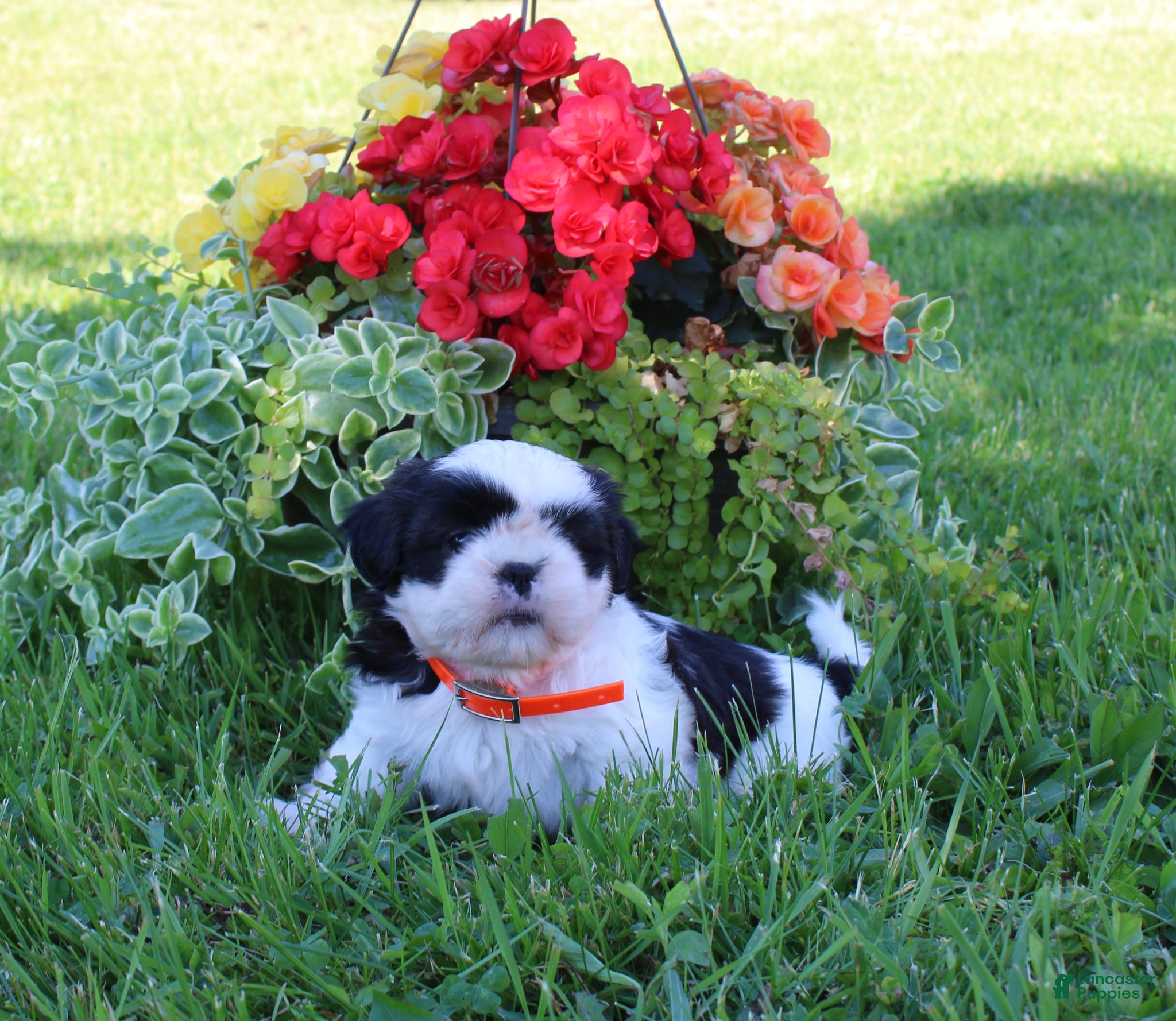 Shih Tzu dogs for sale: Cindy - Ad 1