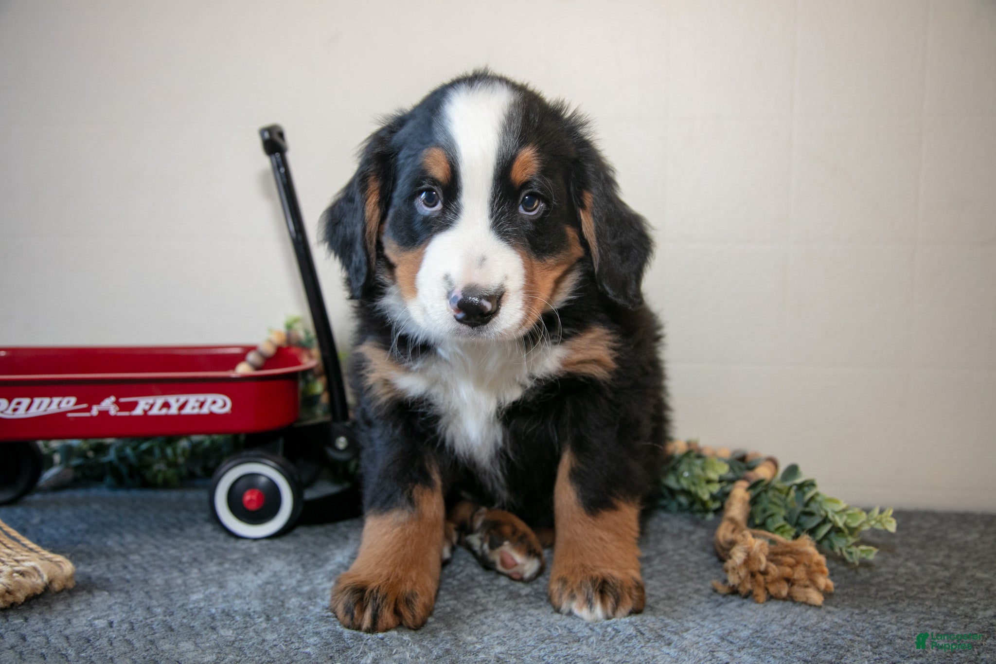 Bernese Mountain Dog dogs Spike - Ad 3