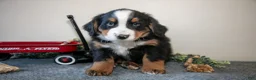 Bernese Mountain Dog dogs for sale: Spike - Ad 1