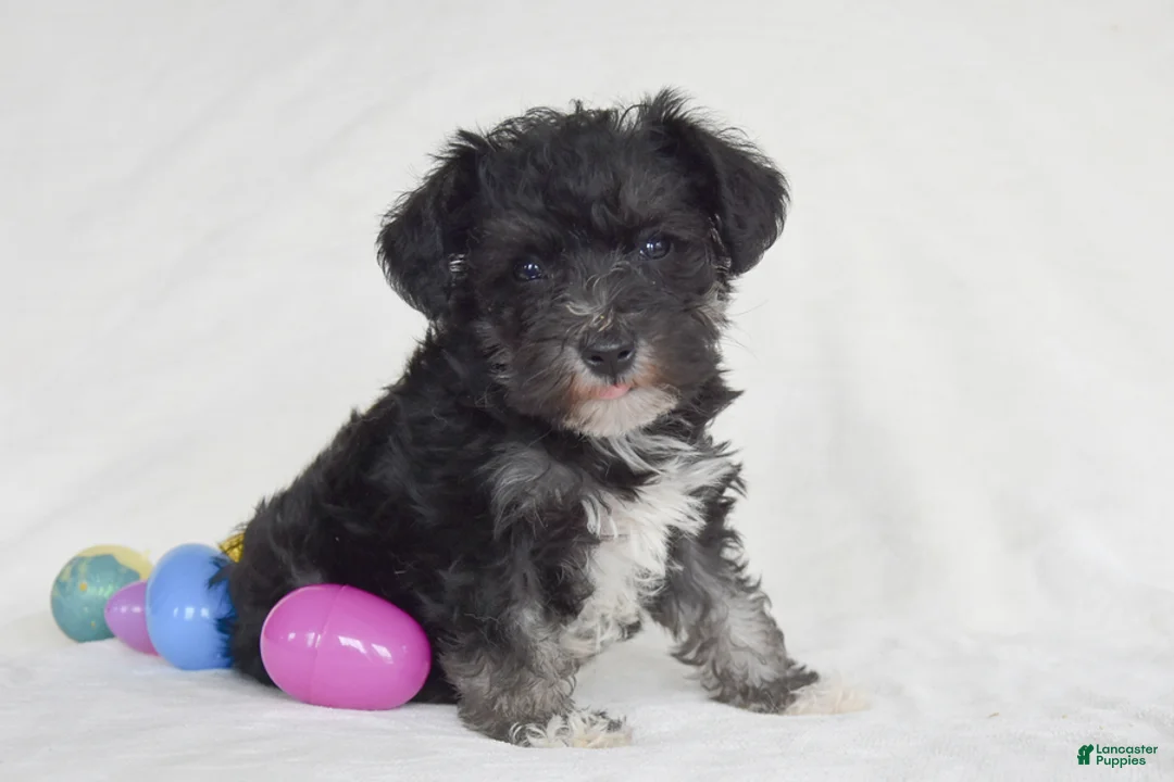 Miniature Schnauzer dogs for sale: Timber - Ad 1
