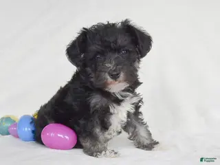 Miniature Schnauzer dogs for sale: Timber - Ad 3
