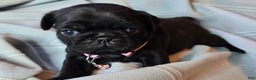 Pug dogs for sale: Elvira - Ad 1