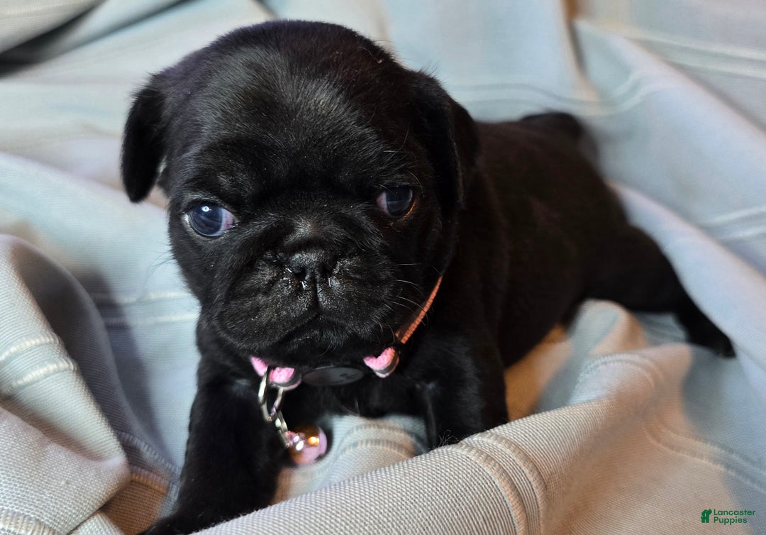 Pug dogs for sale: Elvira - Ad 1