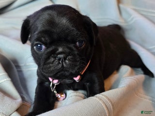 Pug dogs Elvira - Ad 40