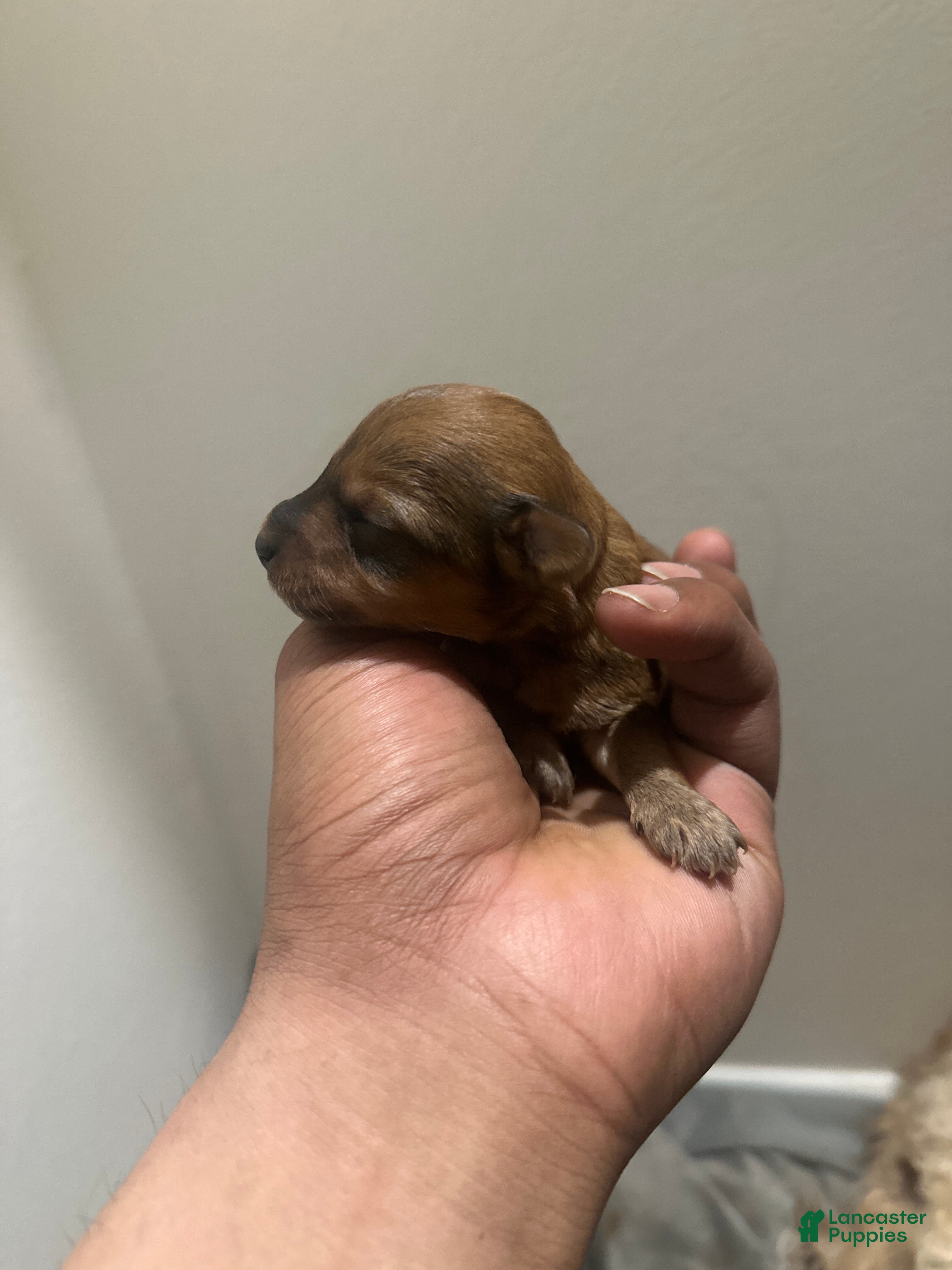 Yorkiepoo dogs Yorkiepoo Puppy 3 - Ad 5