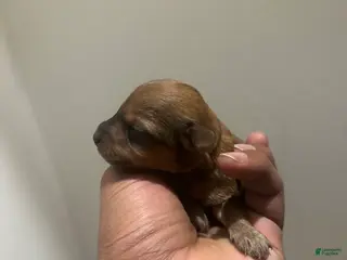 Yorkiepoo dogs Yorkiepoo Puppy 3 - Ad 5