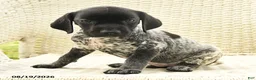 German Shorthaired Pointer dogs for sale: Heidi - Ad 5