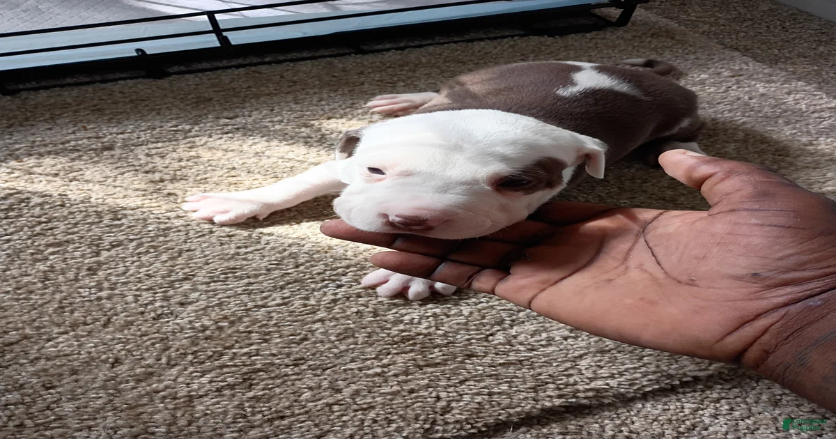 American Pit Bull Terrier 8 American Pit Bull Terrier for sale in ...