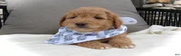 Mini Goldendoodle dogs for sale: Dustin - Ad 2