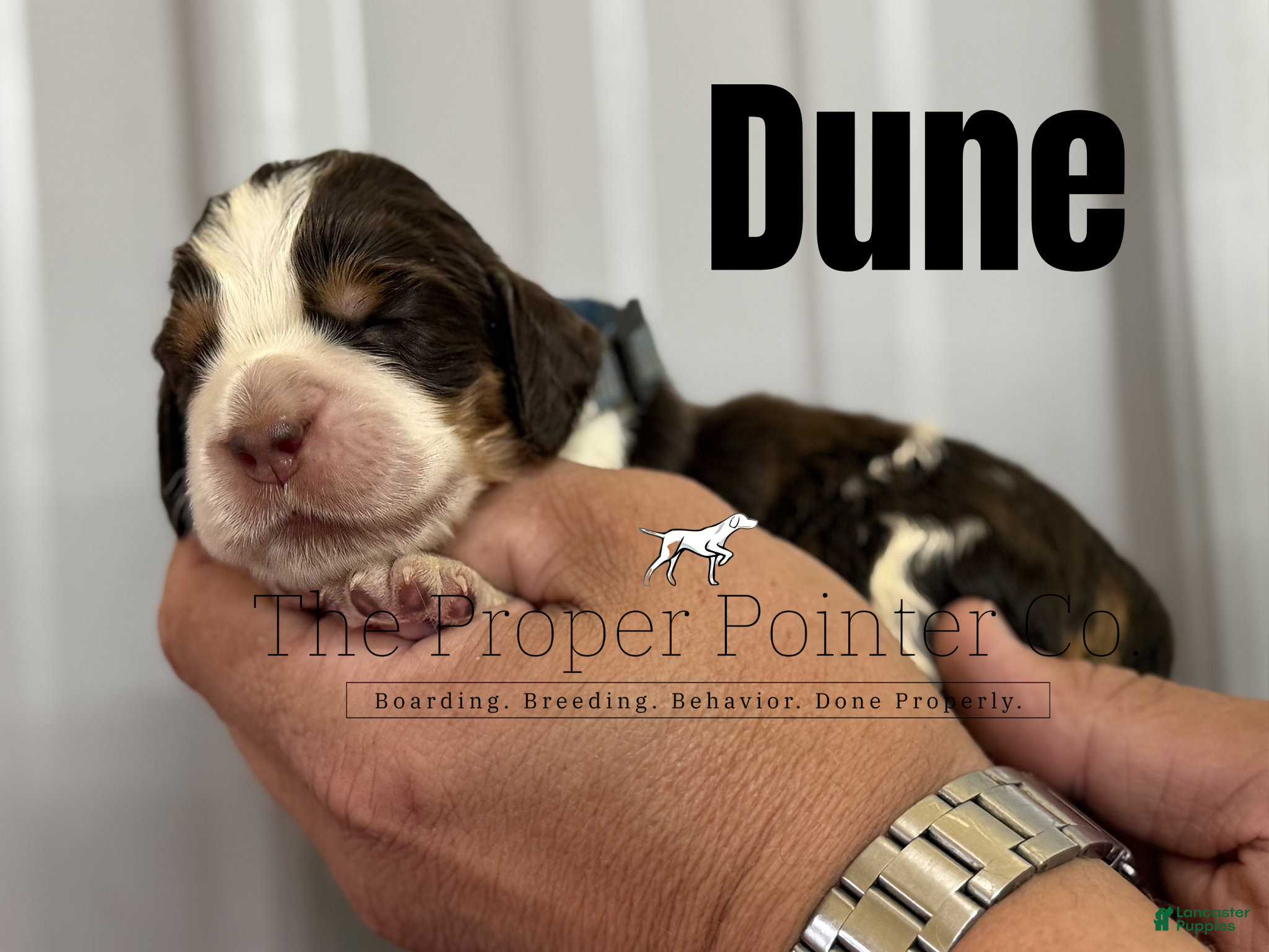 English Springer Spaniel dogs Dune - Ad 1