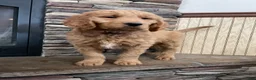Goldendoodle dogs for sale: Clark - Ad 3