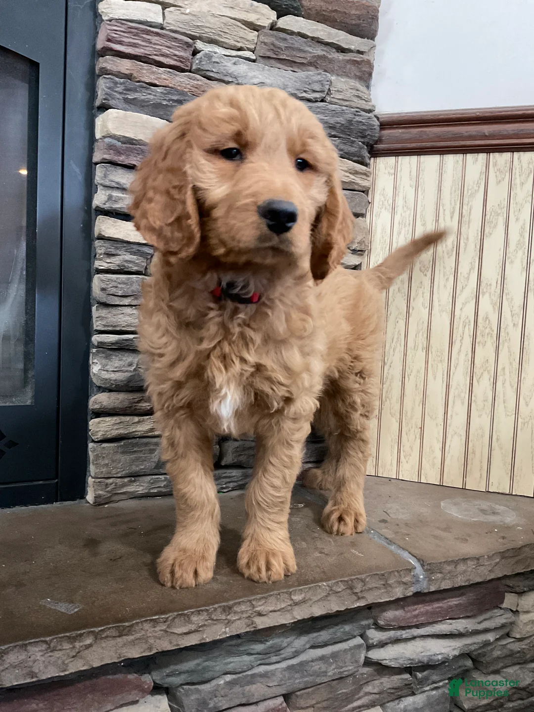 Goldendoodle dogs for sale: Clark - Ad 3
