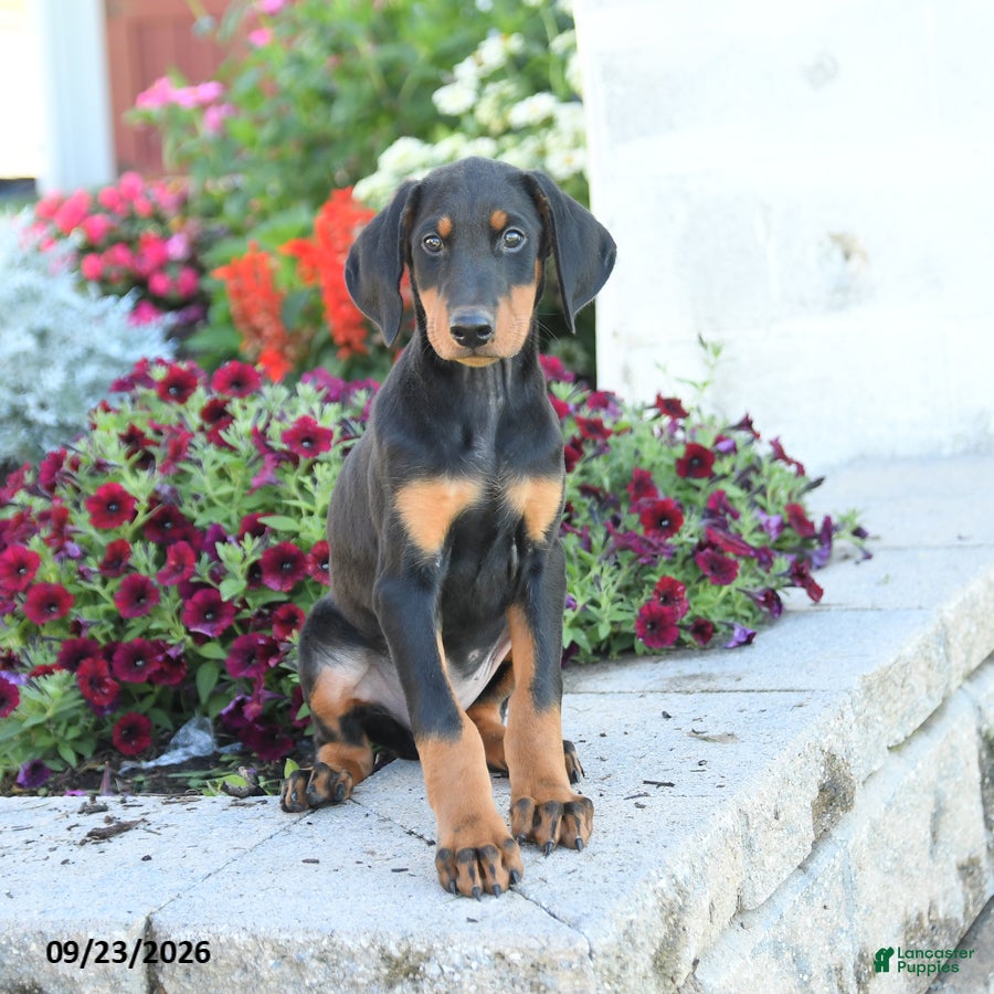 Mixed Breed dogs Freddie - Ad 1