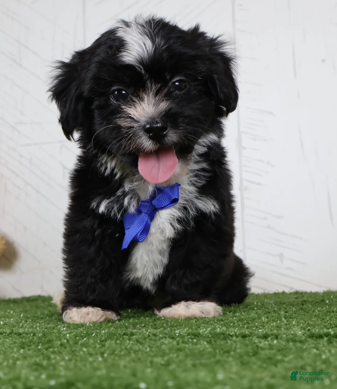 Teddy Bear dogs for sale: Micah - Ad 4
