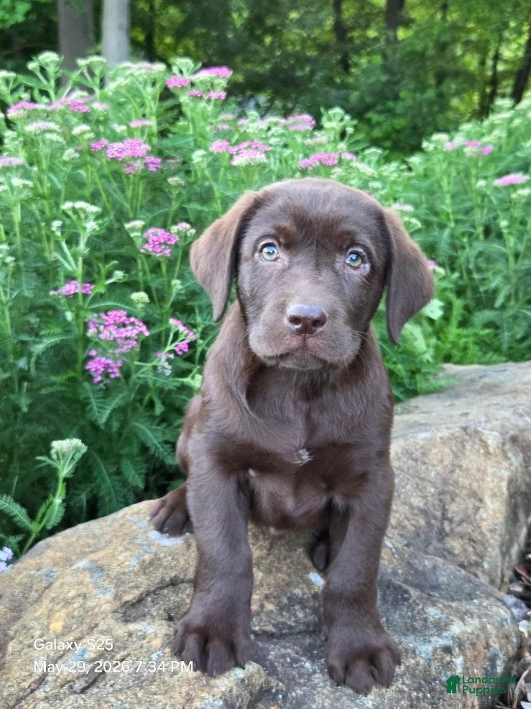 Labrador Retriever dogs for sale: Ginger  - Ad 2