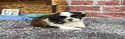 Shih Tzu dogs for sale: Abel - Ad 5