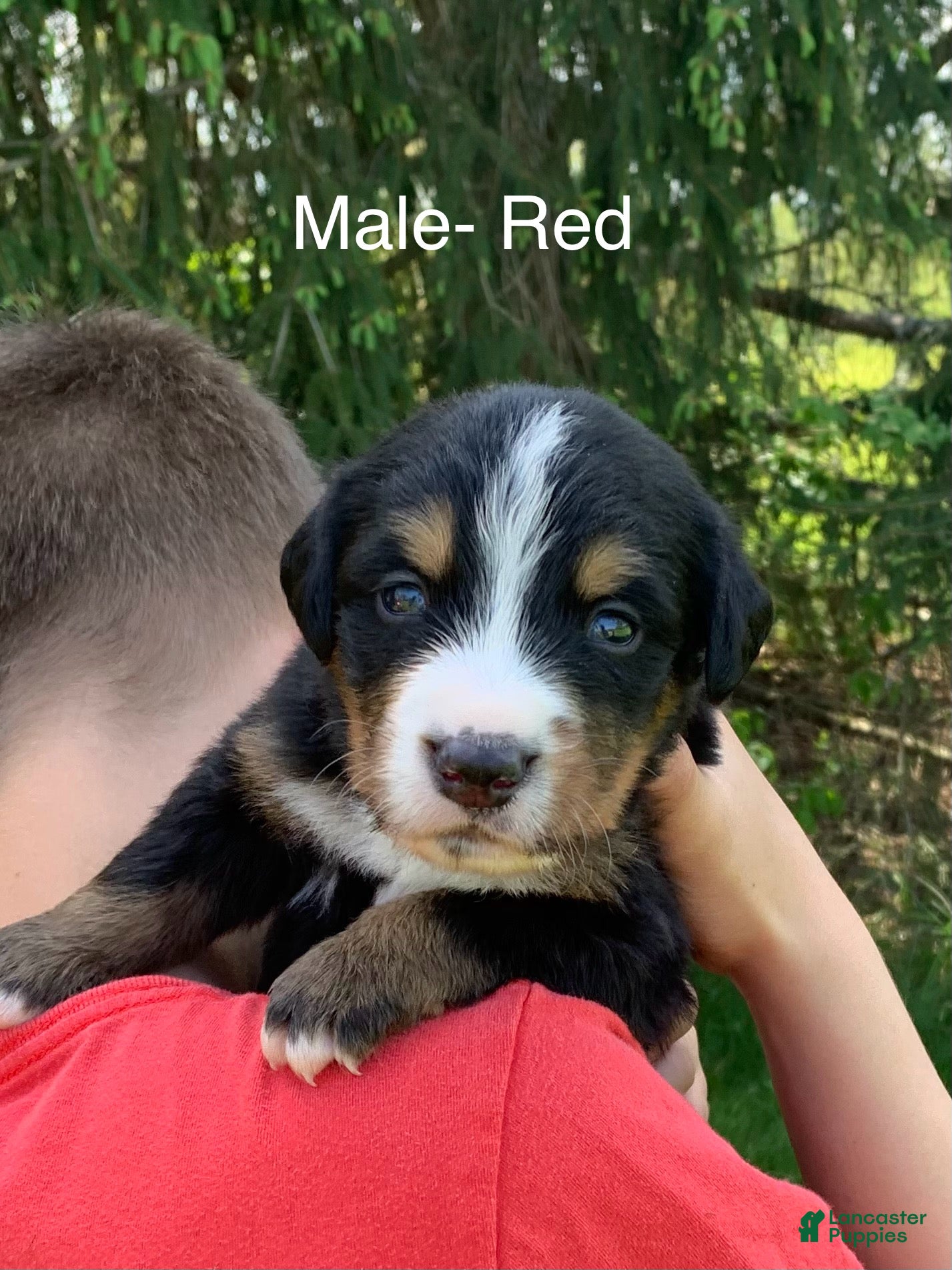 Bernese Mountain Dog dogs Bernese Mountain Dog Puppy 1 - Ad 11