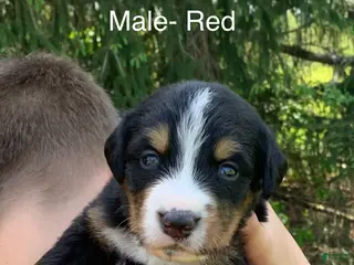 Bernese Mountain Dog dogs Bernese Mountain Dog Puppy 1 - Ad 11