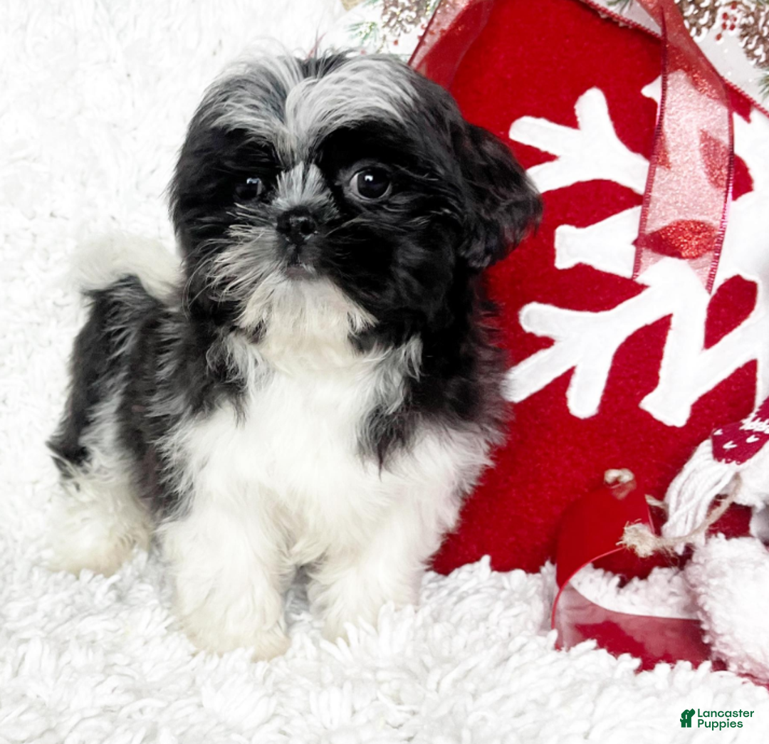 Shih Tzu dogs for sale: Betty - Ad 1