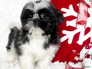 Shih Tzu dogs Betty - Ad 1