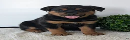 Mixed Breed dogs for sale: Marley - Ad 8