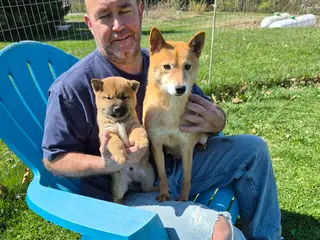 Shiba Inu dogs Rusty - Ad 32