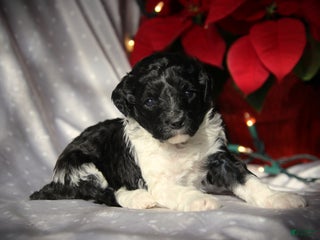 Cockapoo dogs Dazzle - Ad 39