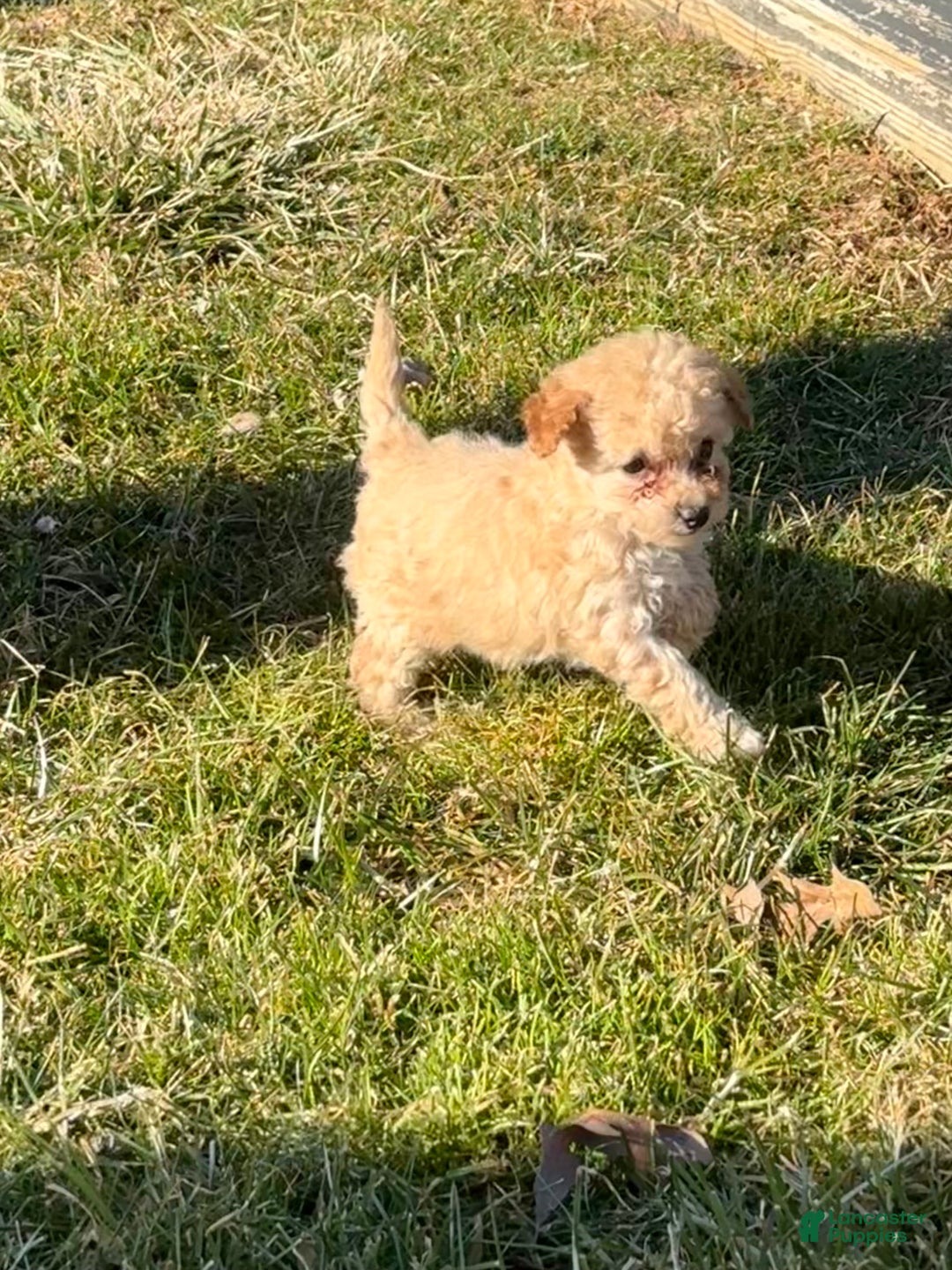 Toy Poodle dogs for sale: Tyke - Ad 3